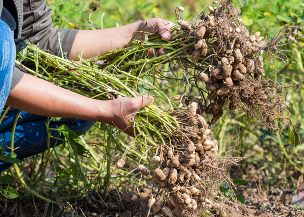 Organic Peanuts(Groundnut)- 500gm - Image 3